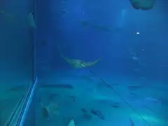 Kaiyukan Aquarium
