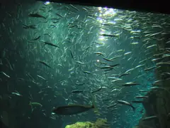 Kaiyukan Aquarium