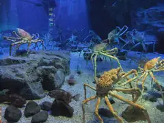 Kaiyukan Aquarium