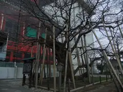 Old tree at Toshugu Shrine