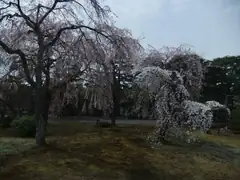 Kyoto Imperial Palace