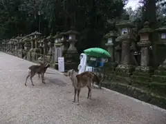 More deer at Kasuga shrine in Nara