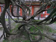 Old tree at Kasuga Shinto shrine