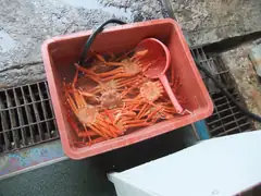 Caught crabs at Guryongpo