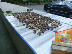 Mushrooms drying in Sanbon