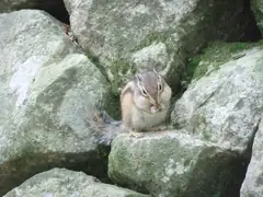 Stripey squirrel at Seokguram