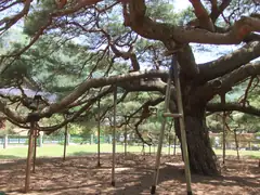 Old tree at Unmunsa