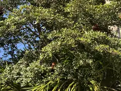 Lake Sandoval howler monkeys