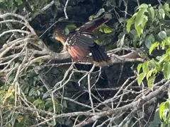 Lake Sandoval bird