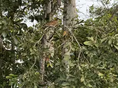 Lake Sandoval bird