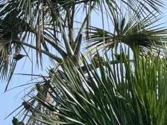 Lake Sandoval macaws