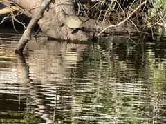 Lake Sandoval turtle