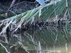 Lake Sandoval heron