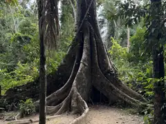 Tree on way to Lake Sandoval