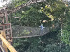 Treetop walk