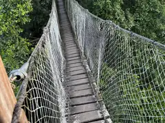 Treetop terror