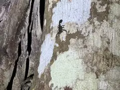 Scorpion by night