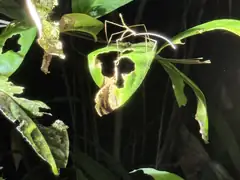 Stick insect by night