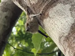 Bat having a rest