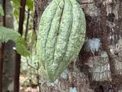 Tree fruit