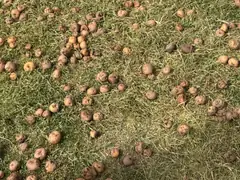Potatoes left out overnight to freeze