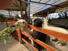 Alpaca feeding