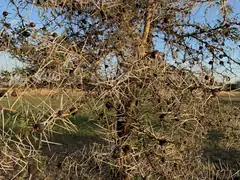 Trees