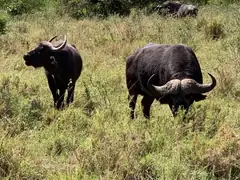 Animals