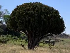 Candelabra tree