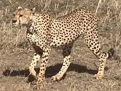 A safari in Tanzania
