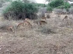 Impalas