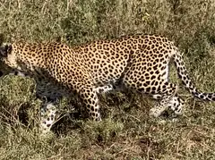 leopard.jpeg