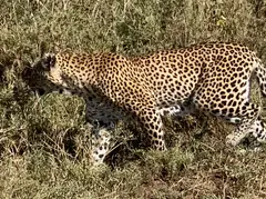 Leopard