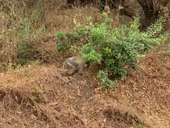Monkey