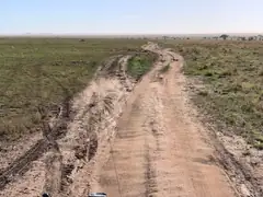 serengeti_tracks.jpeg