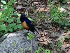 Superb Starling