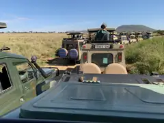 Safari vehicles traffic jam