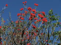 Las Palmas