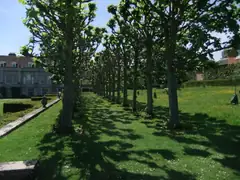 Avenue of trees at Mottisfont