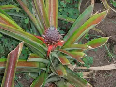 A pineapple on its way to its fate