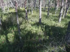 Lahemaa Forest