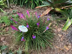 Acclimatization Gardens on Tenerife
