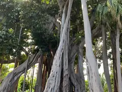 Acclimatization Gardens on Tenerife
