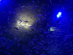 Gran Canaria aquarium