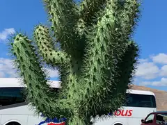 cacti4.jpeg