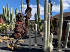 Lanzarote cacti garden