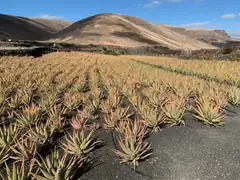 lanzaloe1.jpeg