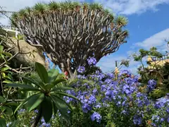 Orchid Gardens on Tenerife