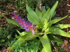 Orchid Gardens on Tenerife