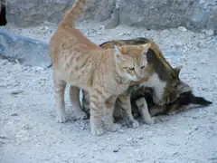 Cats at Lindos
